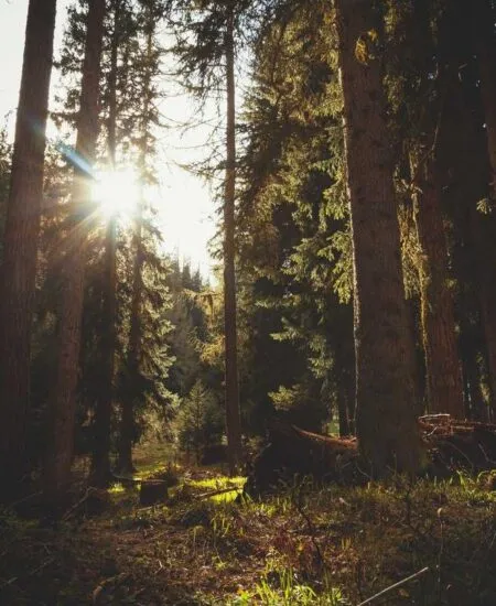 Historia monokultury sosnowej