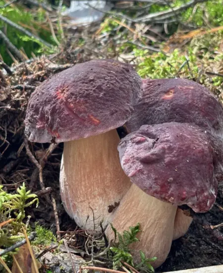 Leśne dary Puszczy Noteckiej