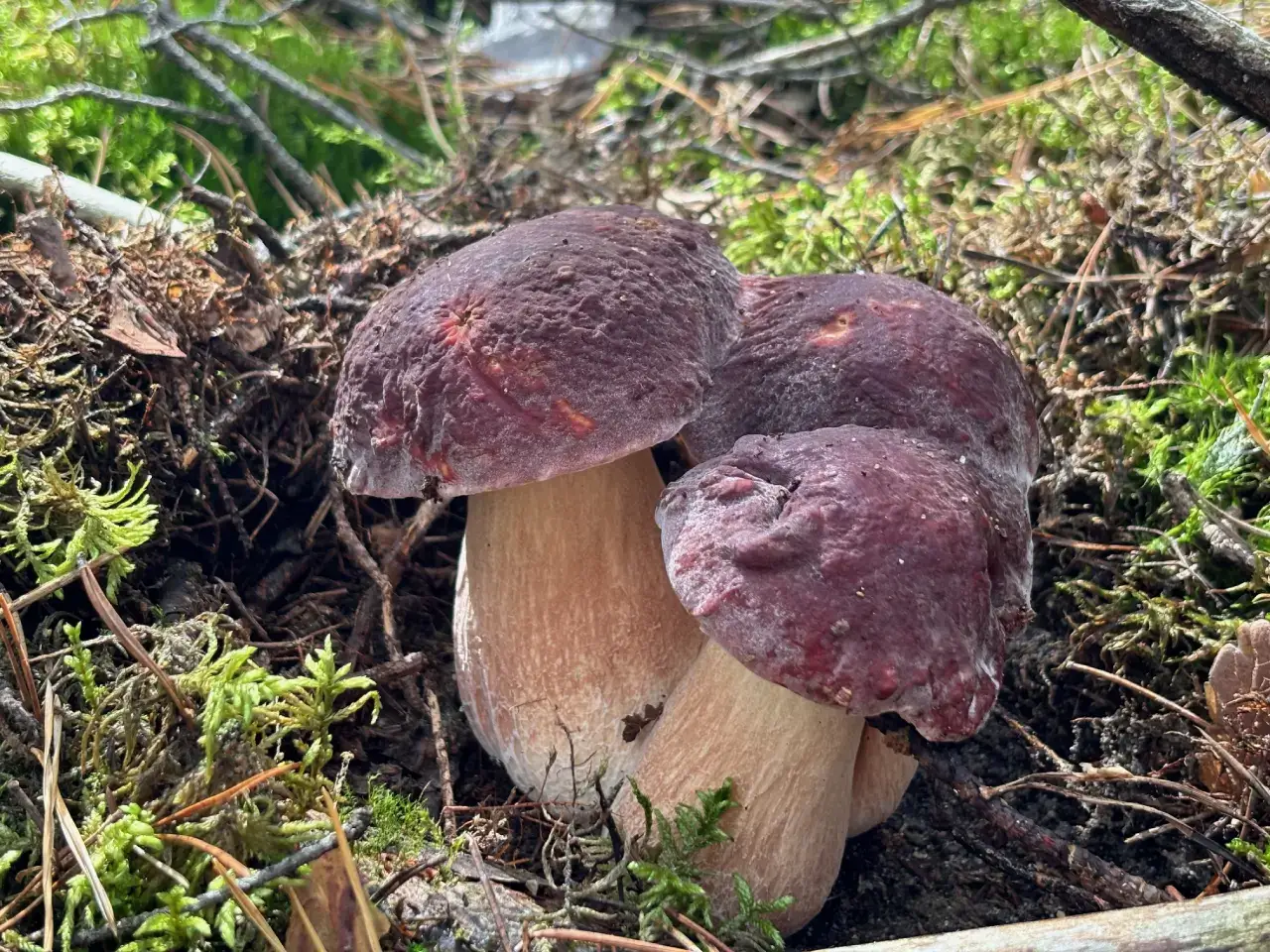 Leśne dary Puszczy Noteckiej