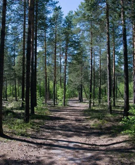 Lasoterapia (Shinrin-yoku) – naukowe dowody na uzdrawiającą moc lasu