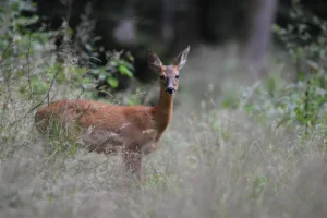 Jak rozpoznać ślady zwierząt