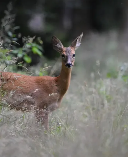 Jak rozpoznać ślady zwierząt