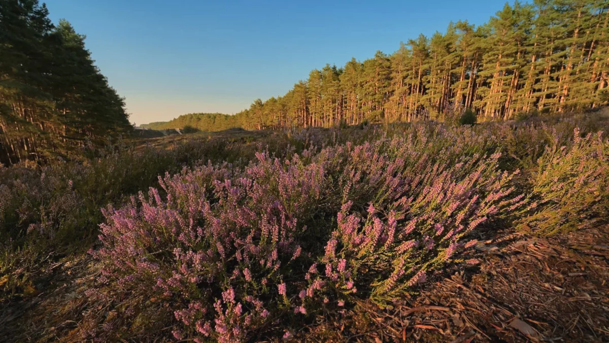 Przewodnik po wydmach i szlakach Puszczy Noteckiej